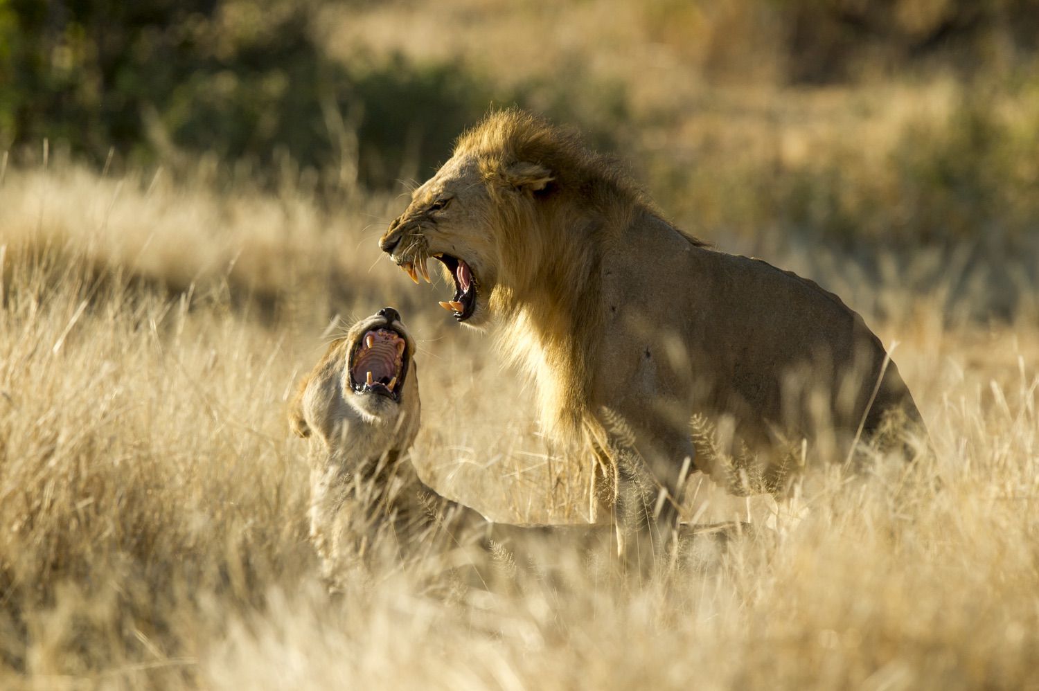 Nyerere National Park 3