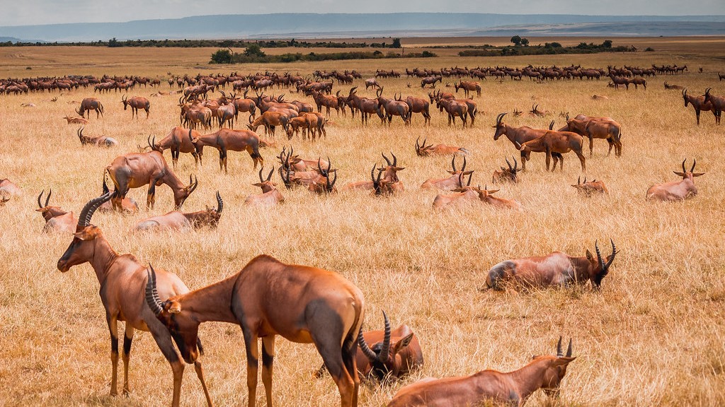 Maasai Mara