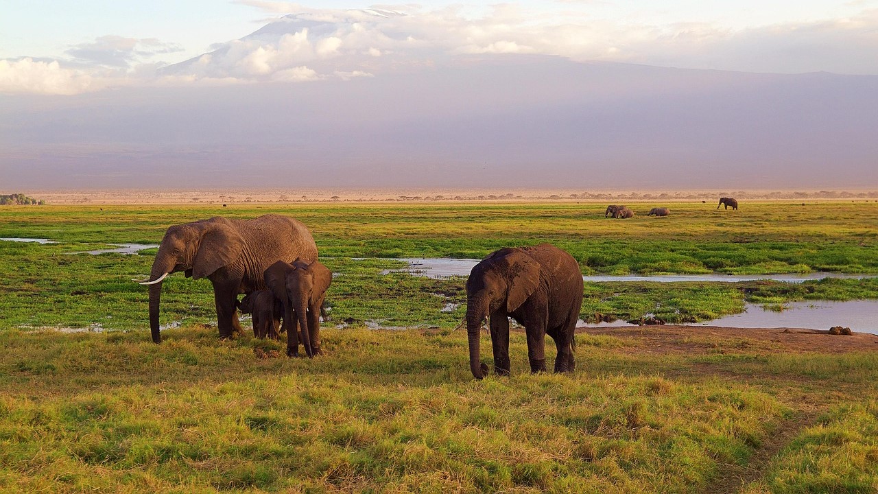 Amboseli National Park