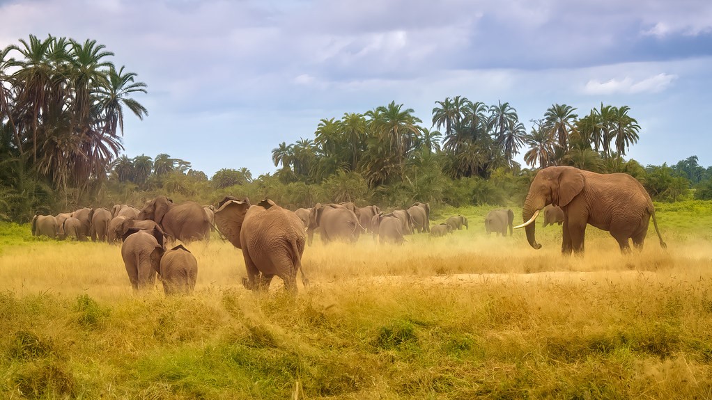 Amboseli Game Viewing