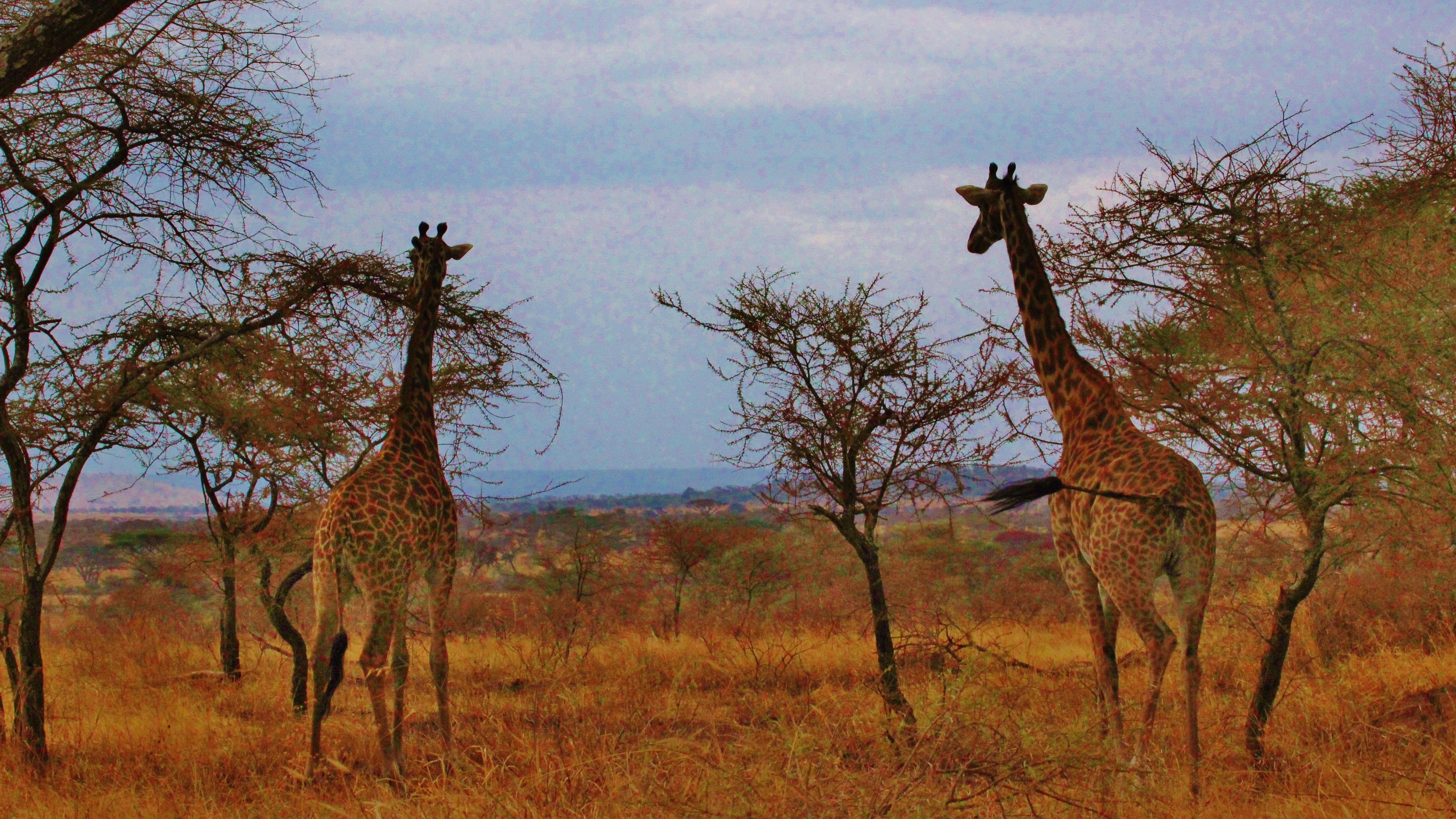 Serengeti Game Drives