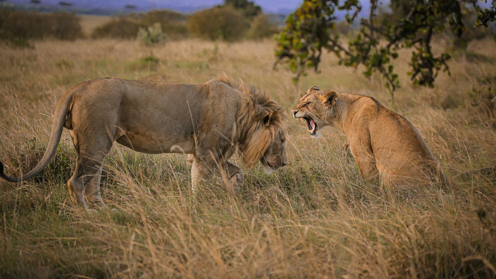 Serengeti Activities