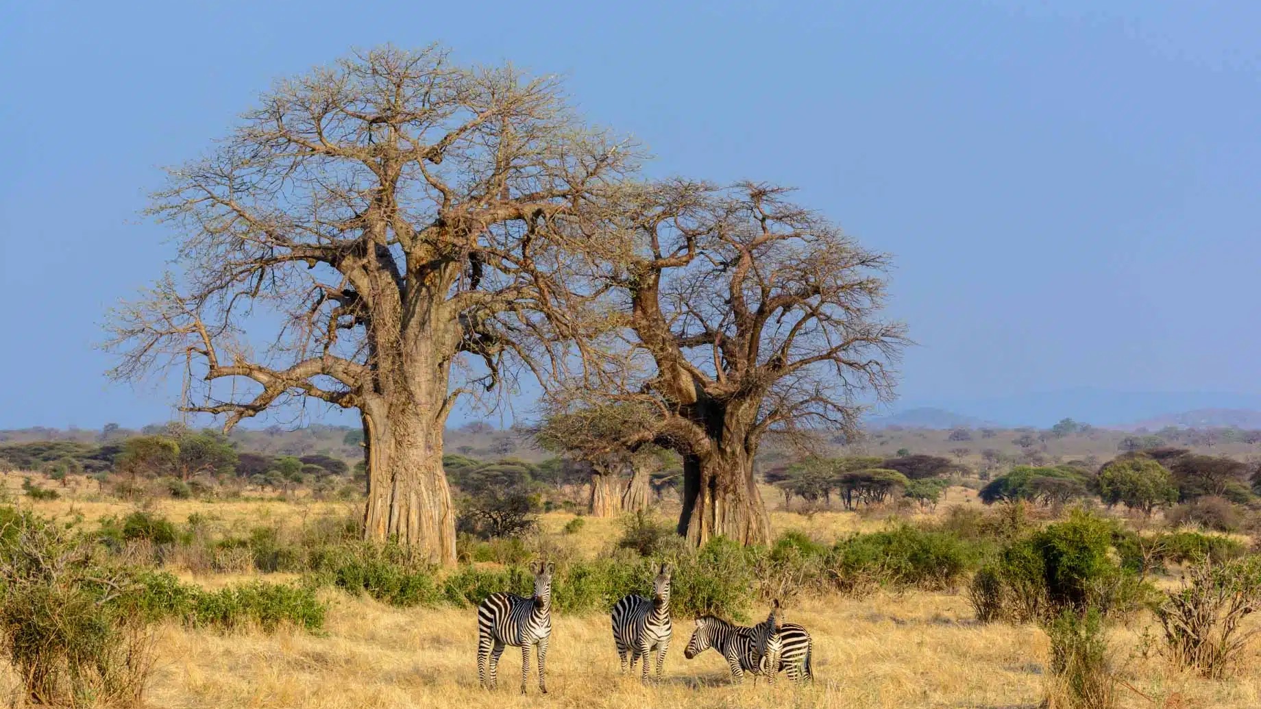 Nyerere National Park