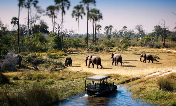 Tarangire Game Viewing