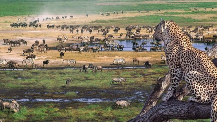 Ngorongoro Game Drives