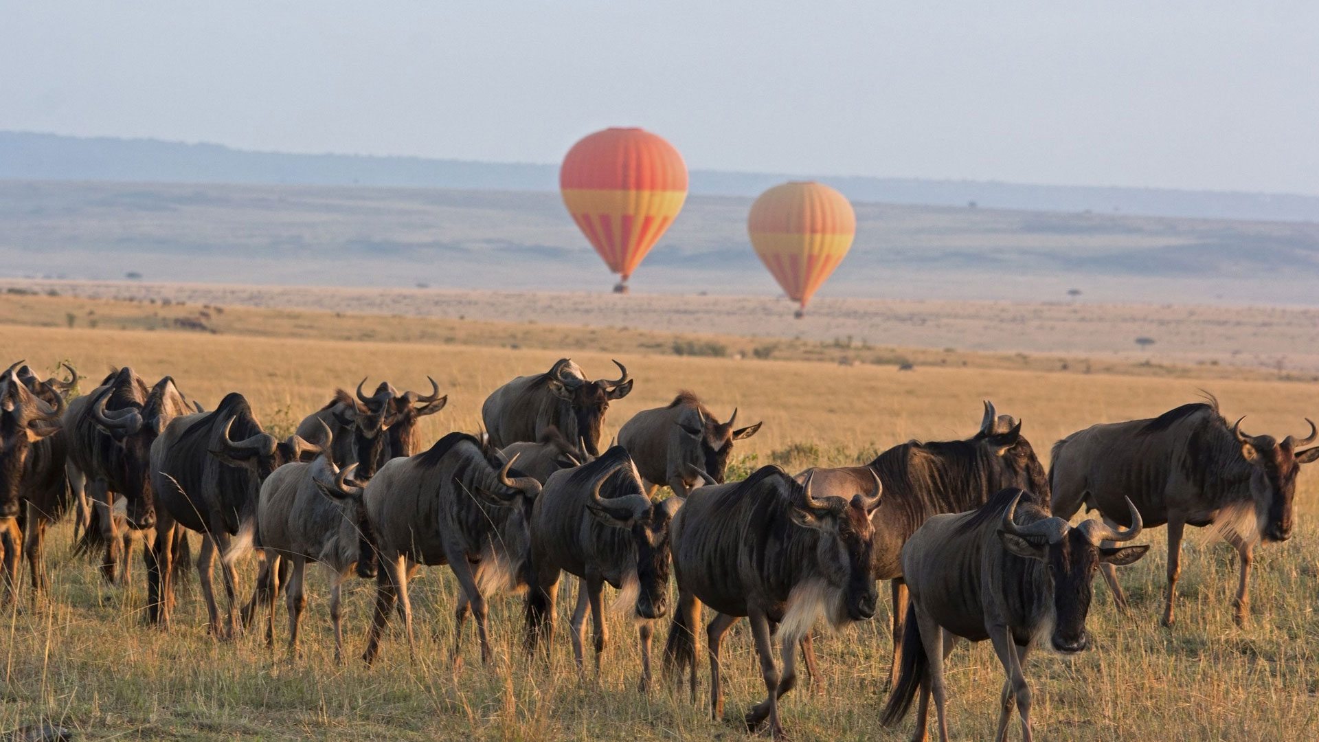 Serengeti Wildlife Exploration
