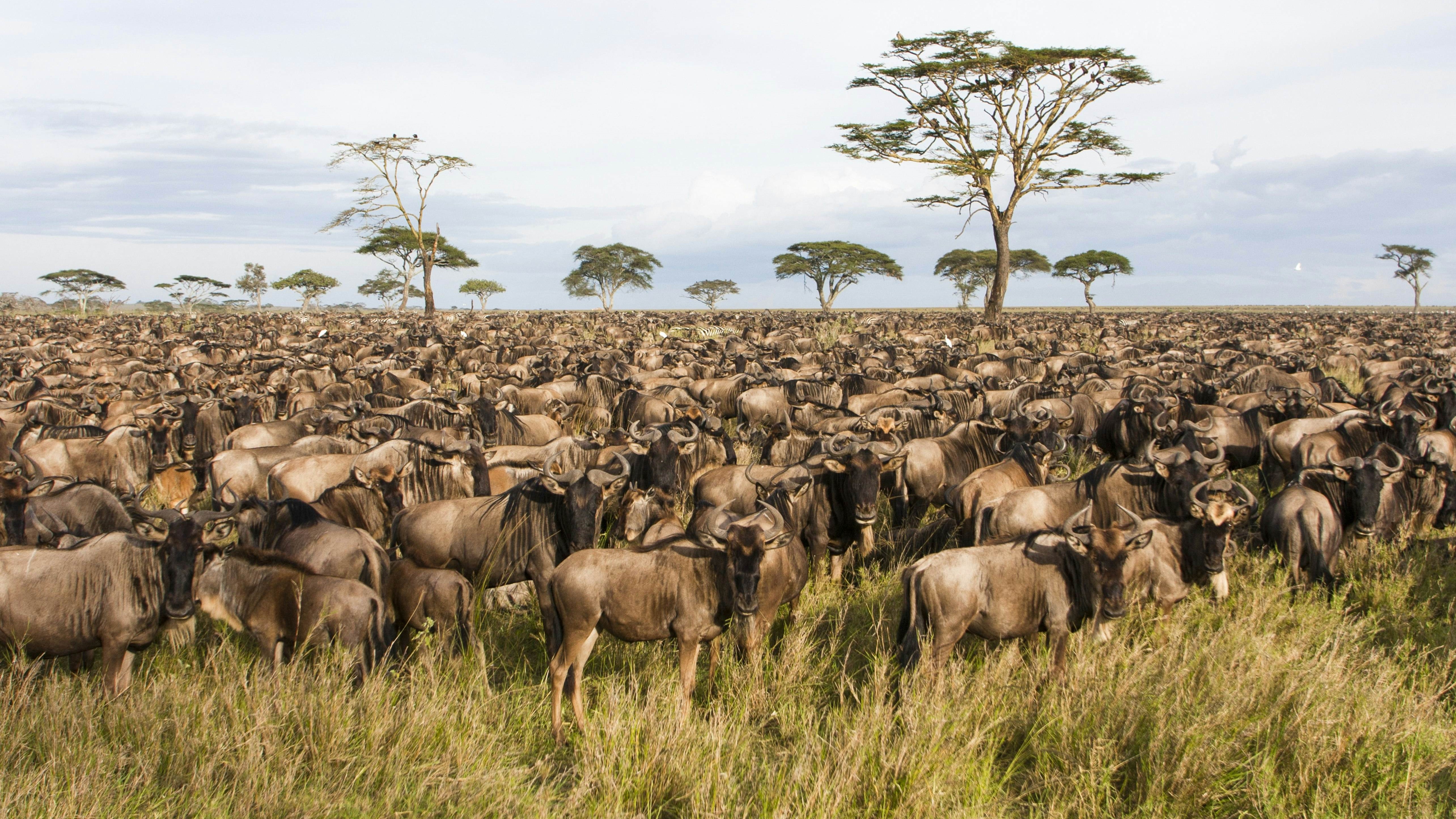 Great Migration Serengeti