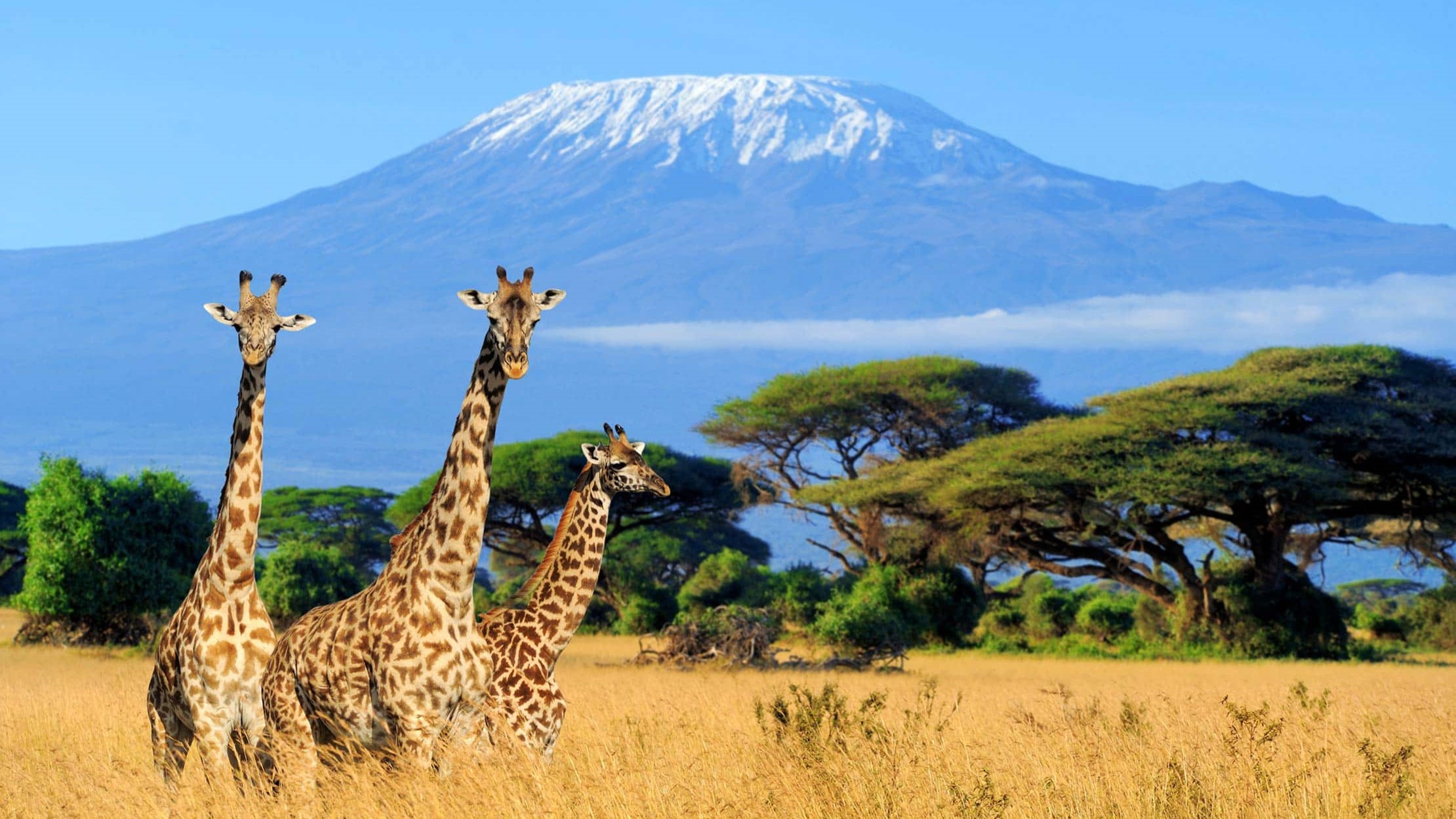 Tanzania Safari