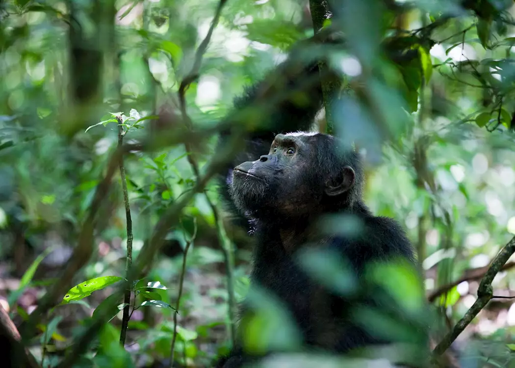 Kibale Forest 1