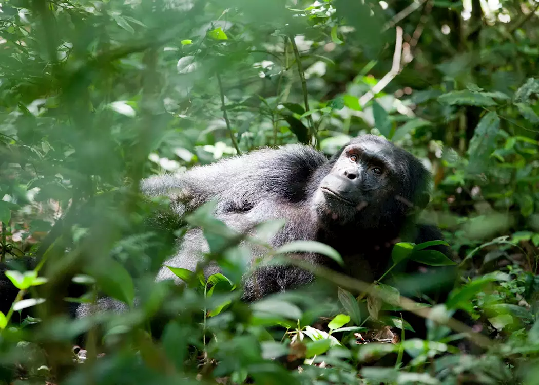 Kibale Forest 4