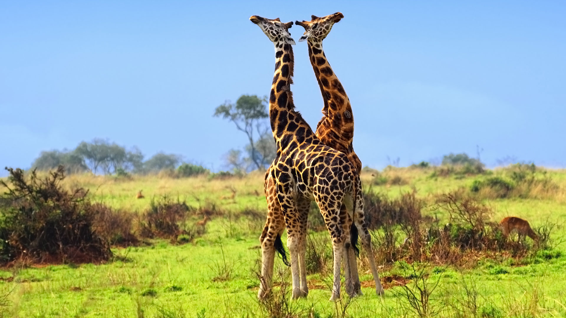Kidepo Valley National Park 3