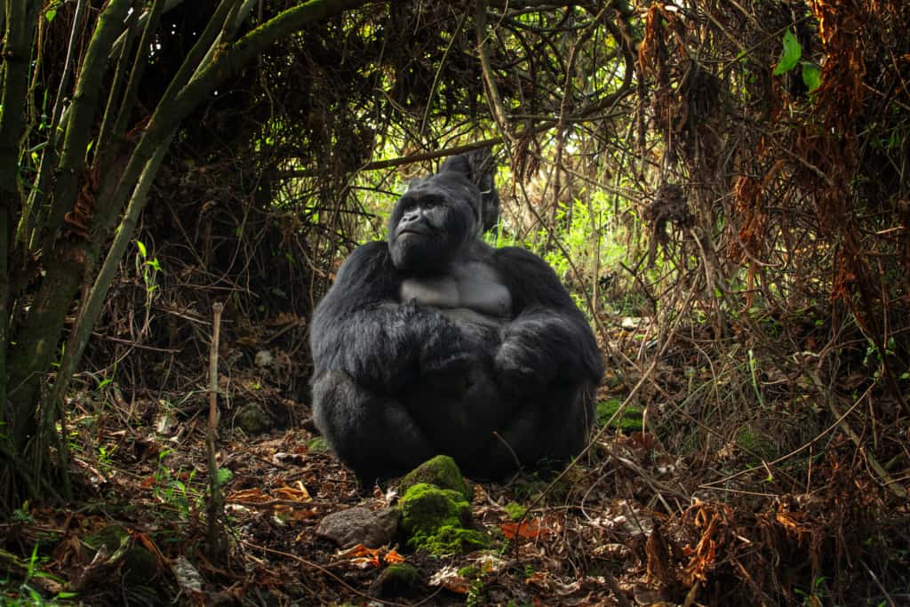 Mgahinga National Park 2
