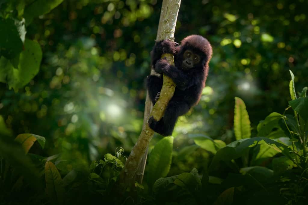 Mgahinga National Park 3