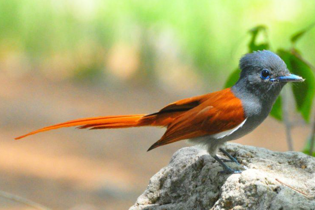 Mgahinga National Park 4