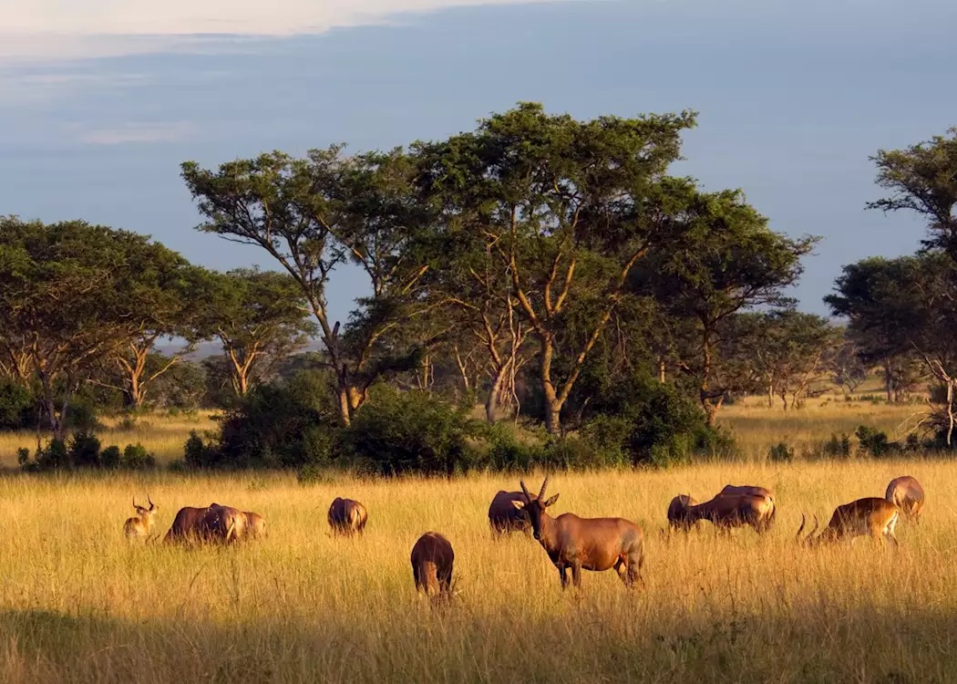Queen Elizabeth National Park 1