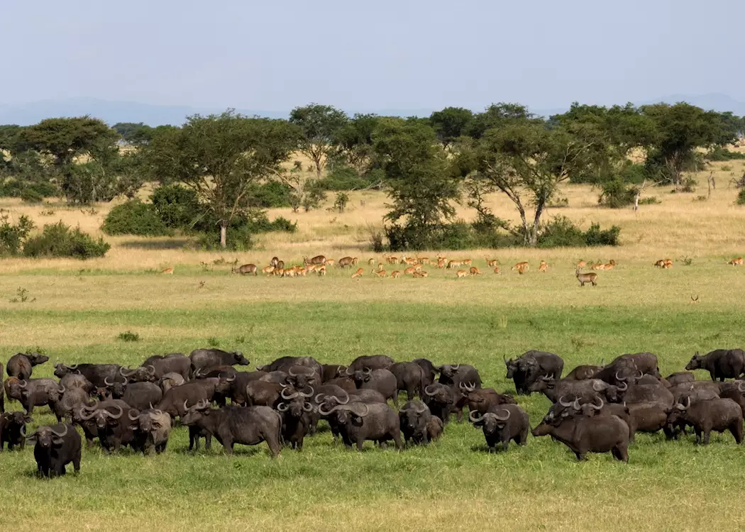 Queen Elizabeth National Park 3