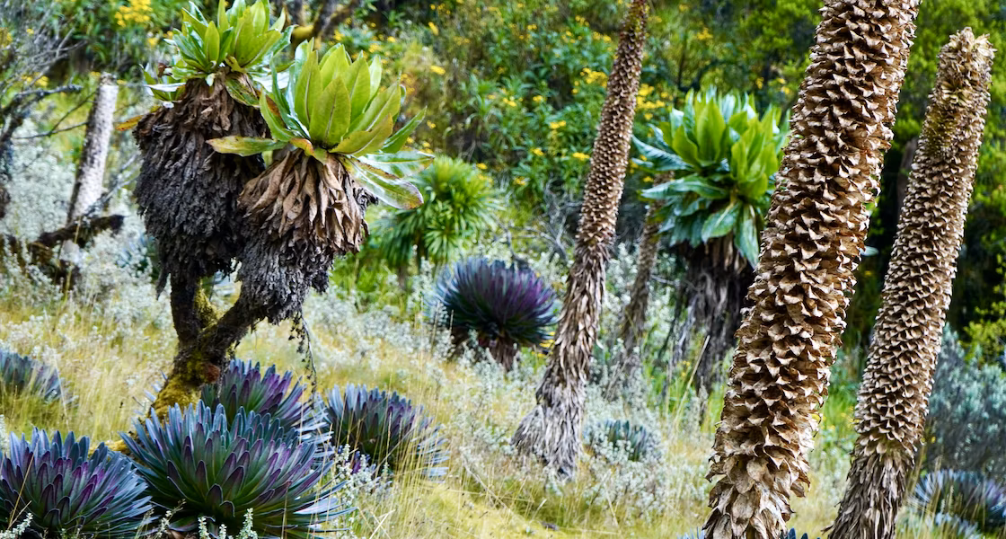 Rwenzori Mountains 2