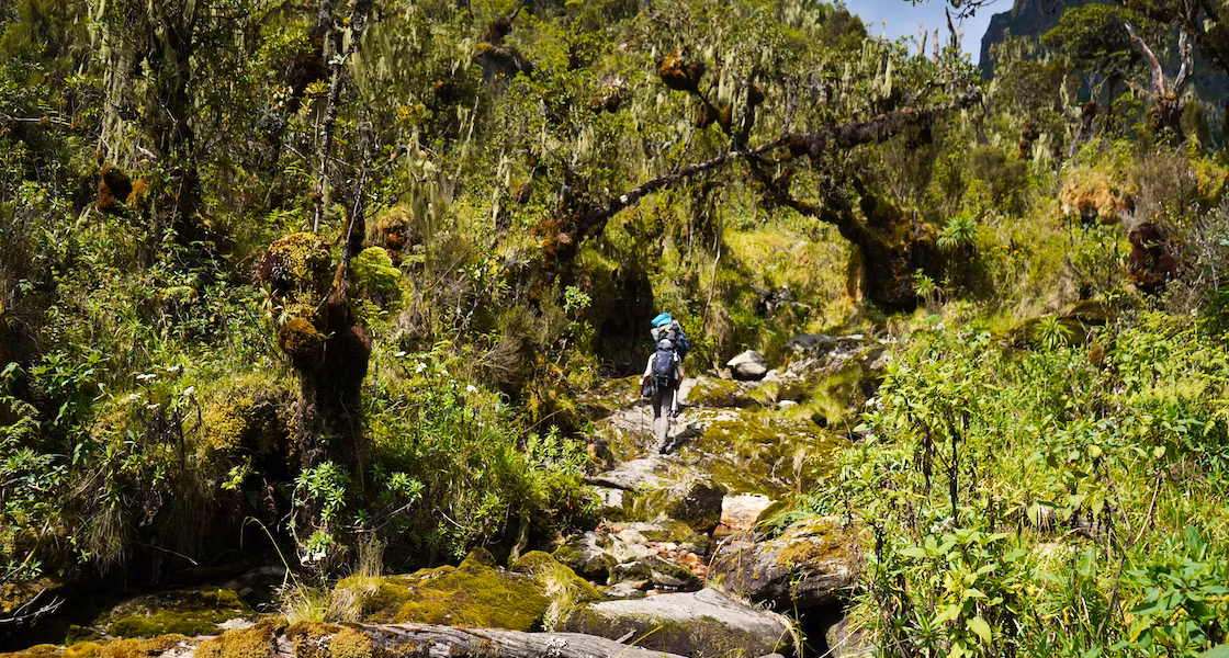 Rwenzori Mountains 3
