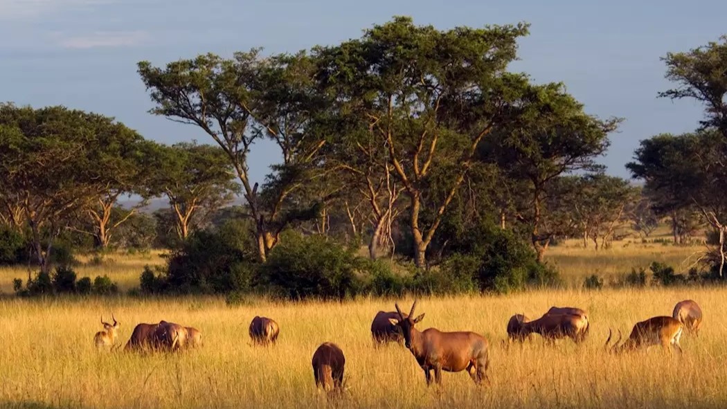 Queen Elizabeth National Park