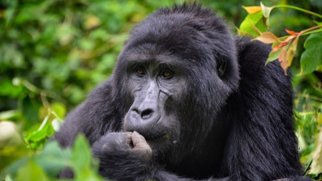 Bwindi Gorilla Trek