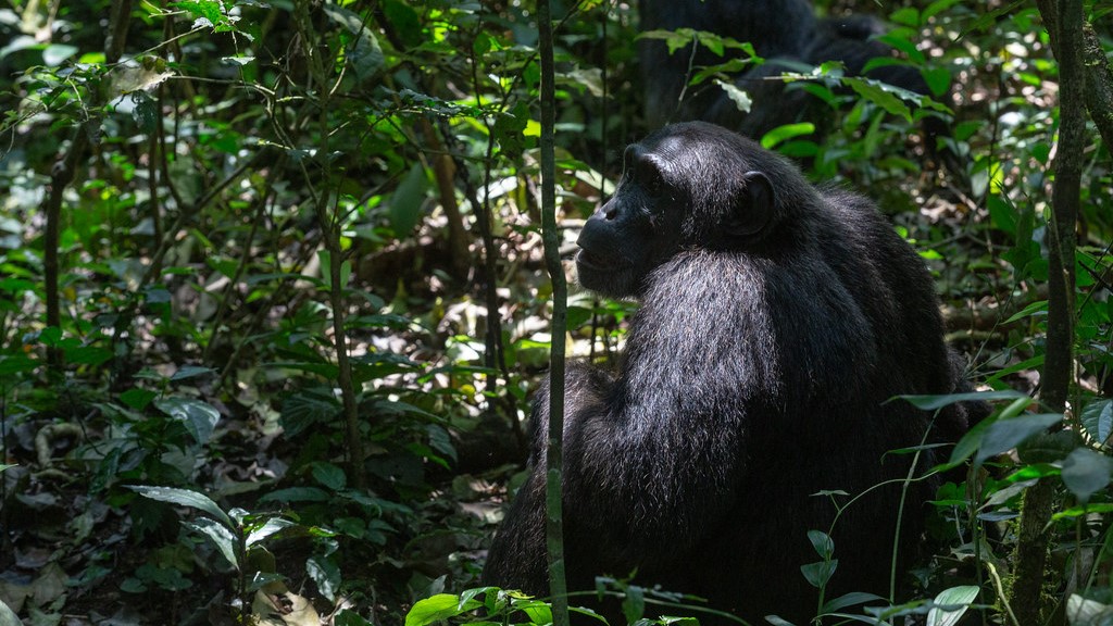 Kibale Forest