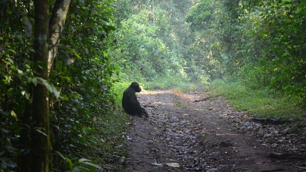 Kibale Chimpanzee Trek