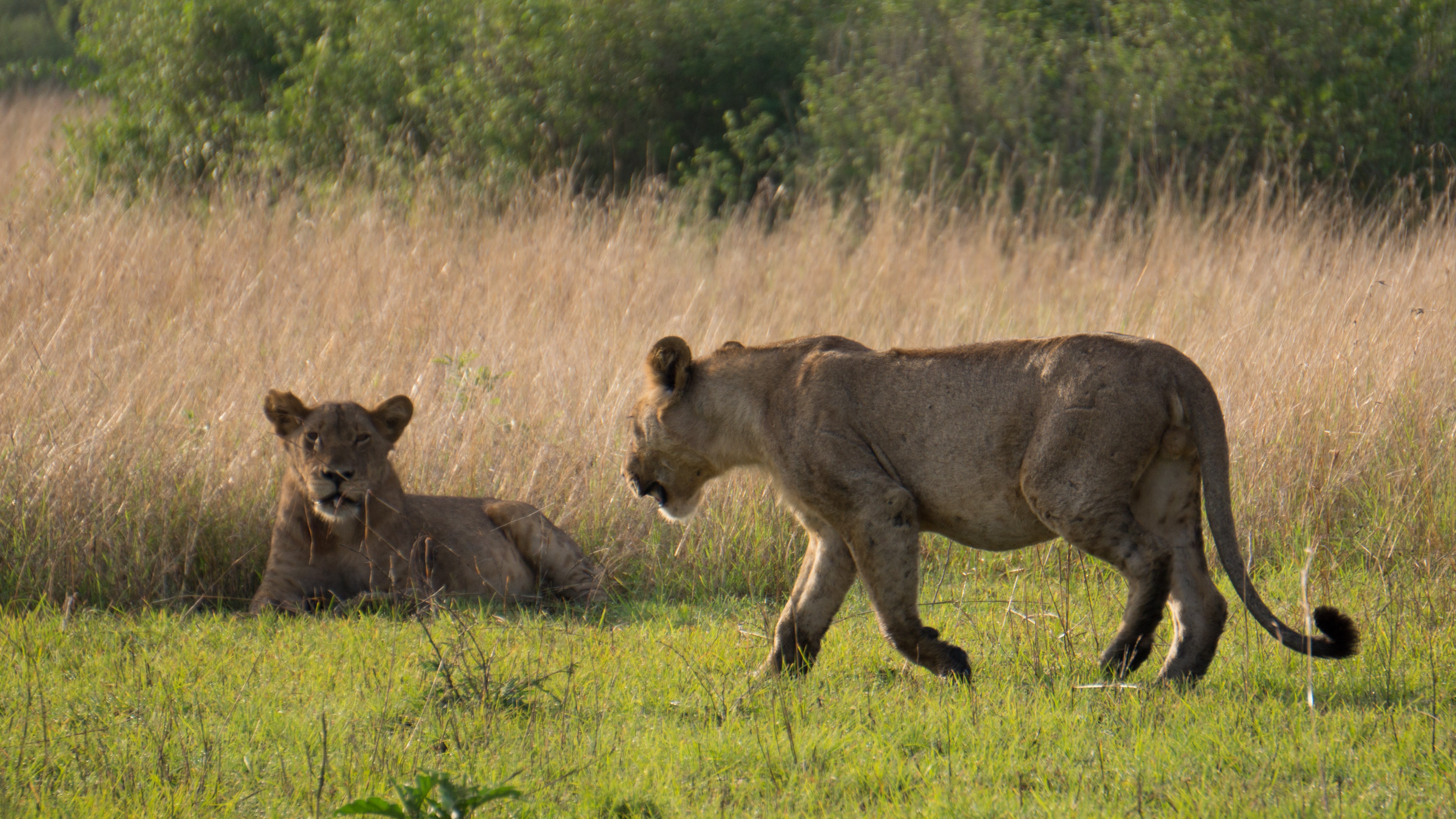 Queen Elizabeth Lion Tracking