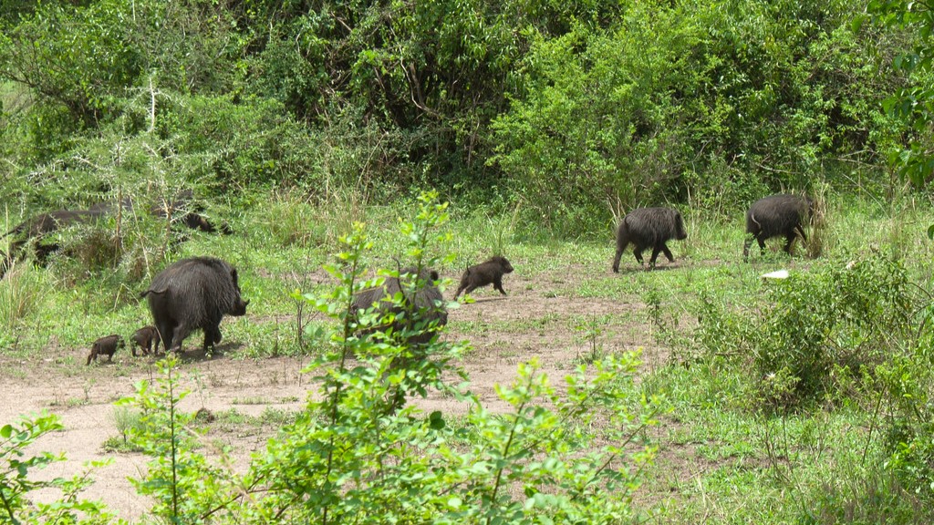 Queen Elizabeth National Park