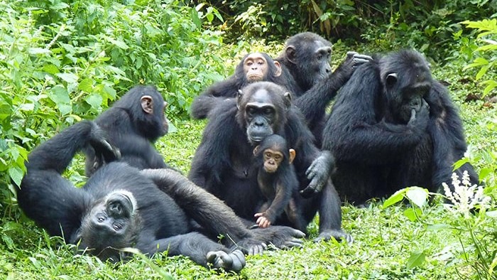 Kyambura Chimpanzee Trek