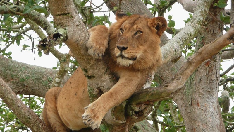 Ishasha Kazinga Cruise
