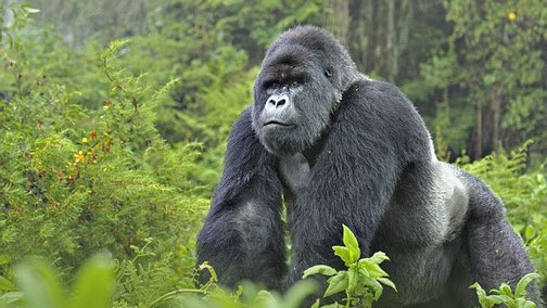 Bwindi Gorilla Trek